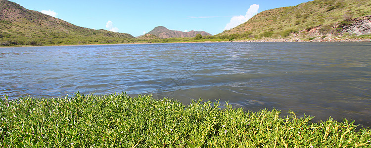 圣基茨湖天堂环境植被植物小猫海洋热带图片