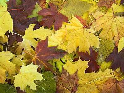 秋季请假背景背景绿色木头红色公园栗色作品季节橙子宏观死亡图片