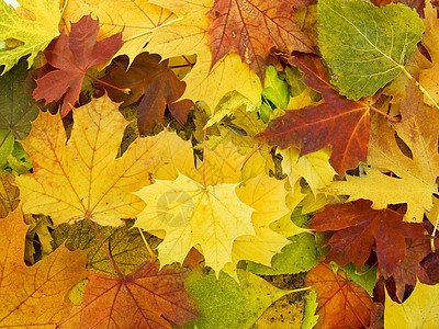 秋天叶堆积图片