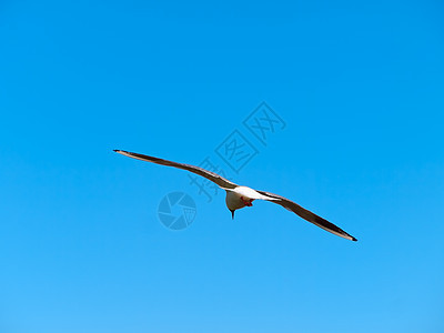 海鸥荒野野生动物天空航班蓝色天堂翅膀自由羽毛图片