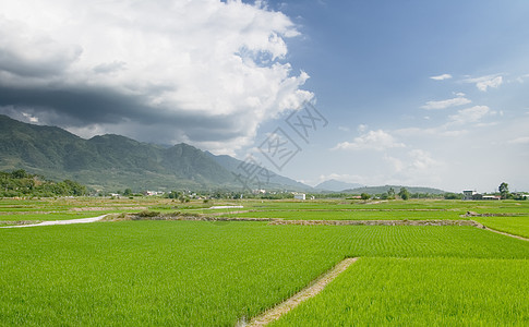 美丽的绿色农场地貌风景热带食物村庄稻田场景环境农业农村土地图片