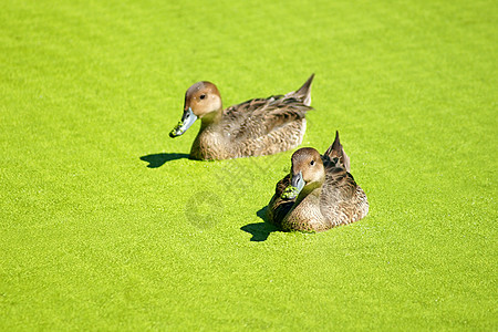 几只凤尾鸭在鸭草中游图片