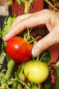 垂直手摘红番茄高清图片