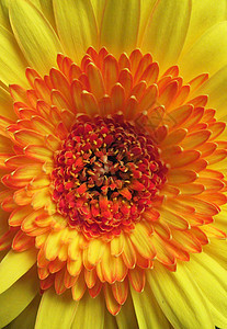 鲜花橙子季节生活园艺花束叶子植物群植物学花朵礼物图片