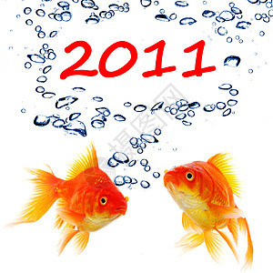 新的一年 2011卡片金鱼庆典假期季节背景图片