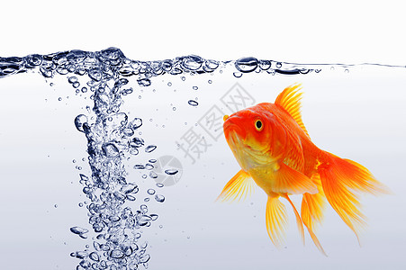 金金鱼宠物水族馆鱼缸自由飞溅动物气泡白色环境游泳图片