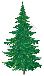 圣诞绿树艺术新年寒冷松树植物群装饰品假期森林植物针叶图片