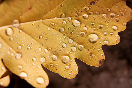 叶子森林悲伤环境地面下雨雨滴树木情绪生活植物图片