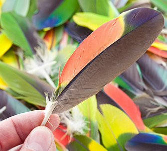 多种多彩鹦鹉羽毛荒野蓝色外套情调爱好橙子热带绿色翅膀鸟类图片