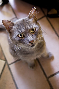 灰猫眼睛猫科动物家庭尾巴晶须动物蓝色催眠猫咪灰色图片