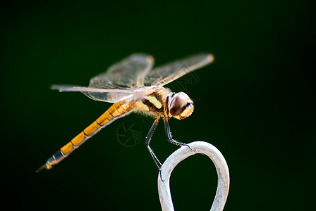 妲己toxic图片_妲己toxic素材_妲己toxic高清图片_摄图网图片下载