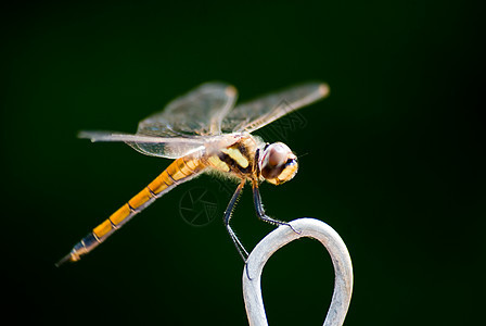 自 己生物眼睛蜻蜓生活多样性翅膀身体昆虫动物群昆虫学图片