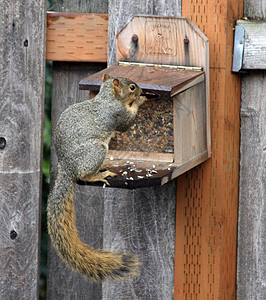 俄勒冈州波特兰的东灰松鼠松鼠城市栅栏动物背景图片