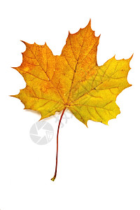 秋天黄色的枫叶白色红色植物学季节性季节叶子环境金子植物群植物图片