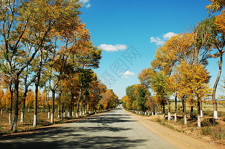 秋季公路公园天空农村橙子土地树木地球叶子森林风景图片