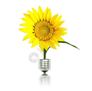 黄太阳花 有灯泡 生态能源概念图片