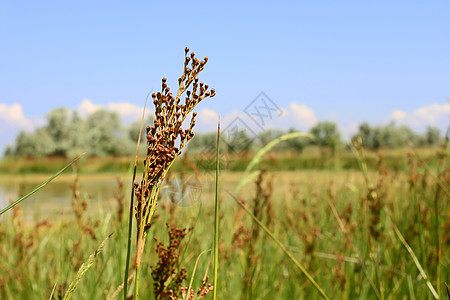 小米野生植物图片