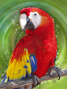 Parrot 美洲鹦鹉图片