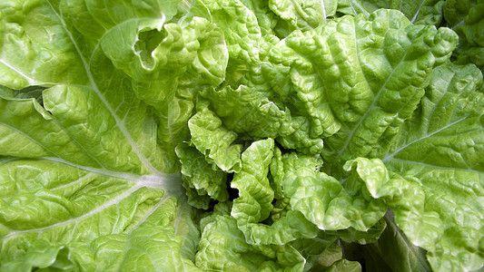 芹菜卷心菜绿色食物午餐烹饪白菜营养白色饮食叶子图片