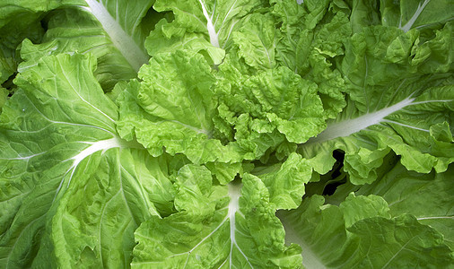 芹菜卷心菜白色白菜饮食午餐营养烹饪绿色食物叶子图片