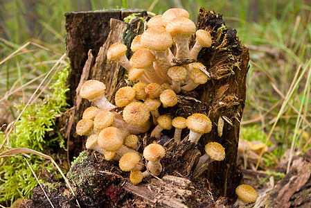 树桩附近的阿加丽蜂蜜真菌伞菌菌类宏观季节植物团体杯子棕色黄色森林图片