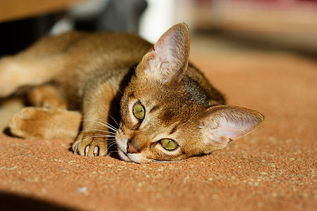 年轻的阿比西尼猫在行动宠物猫科家庭动物剪裁眼睛冒充悲伤老虎胡须图片