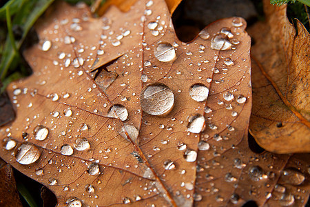 叶子森林雨滴地面树木植物季节悲伤环境水滴树叶图片