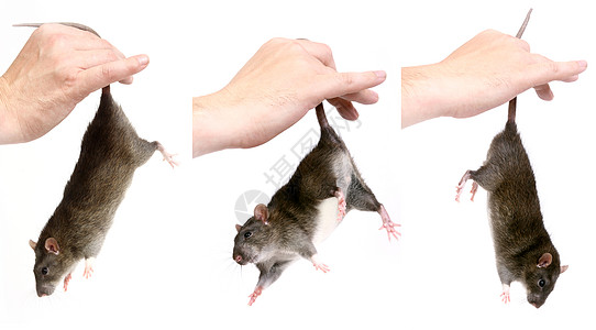 鼠标手大鼠爪子晶须哺乳动物荒野灰色老鼠毛皮害虫白色头发背景