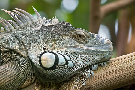 Iguana 肖像画动物折叠宠物蓝色地面脊柱爬虫雨林鬣蜥宏观图片