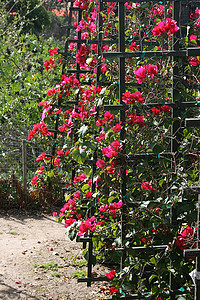 红花生物学草地植物栅栏生态园艺生活花瓣生长植物学图片