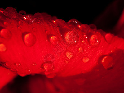 红玫瑰花瓣液体红色植物学植物群玫瑰花园水滴植物图片