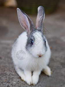 一只白色草泥马兔子兔动物白色柔软度家畜毛皮哺乳动物宝宝黑色宠物椰子背景