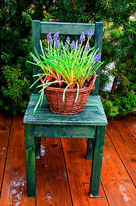 花园装饰蓝色绿色花朵椅子灯泡篮子植物图片