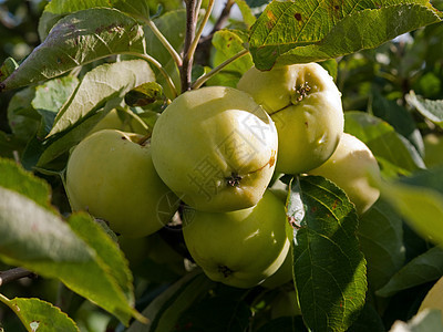 红成熟新鲜绿苹果图片