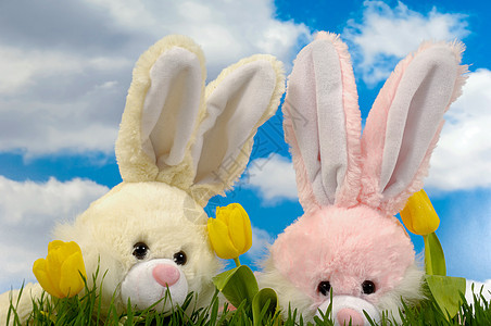 复活兔子和郁金香图片