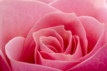 粉色玫瑰粉红玫瑰庆典植物学花瓣柔软度宏观植物群粉色水平植物礼物背景