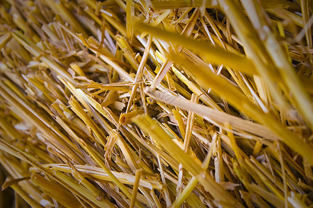 细草农场植物食物小麦收成金子干草稻草黄色草垛图片