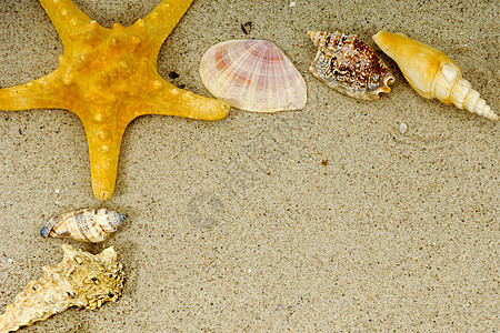海星和贝壳边界动物宏观框架热带海洋旅行假期甲壳生物学图片