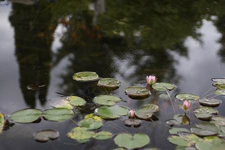 莉莉池塘冥想植物群睡莲镜子粉色百合图片