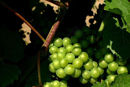 葡萄酿酒葡萄园农业酿酒师玻璃瓶子植物酒厂树叶水果农场图片
