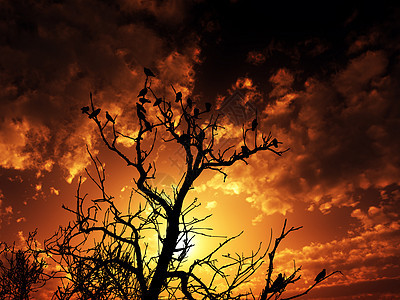 有日落背景的树上鸟类多云动物群国家农村分支机构植物群剪影天空栖息树木图片