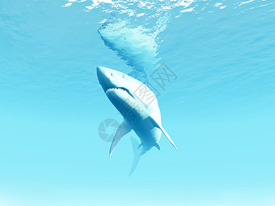 海底鲨鱼海洋捕食者尾巴游泳身体波浪牙齿动物海浪生活图片