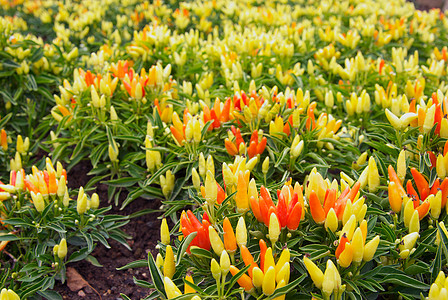 冷辣椒植物胡椒树叶黄色食物照片红色橙子图片