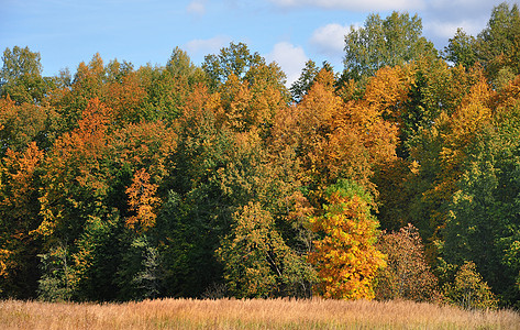 秋季风景场景橡木叶子天空季节性树木蓝色森林国家阴影图片