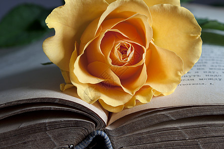 旧书和新玫瑰礼物艺术记忆古董绿色植物教育文档花瓣文学图片