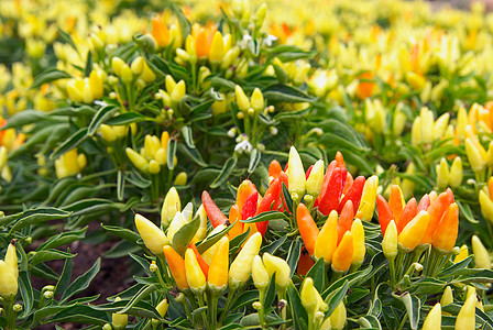 冷辣椒植物黄色照片树叶食物橙子胡椒红色图片