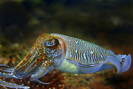 鱼潜水乌贼八龙珊瑚游泳海洋潜点眼睛呼吸管章鱼图片