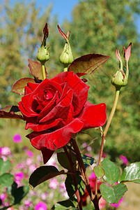 红玫瑰的宏图图片