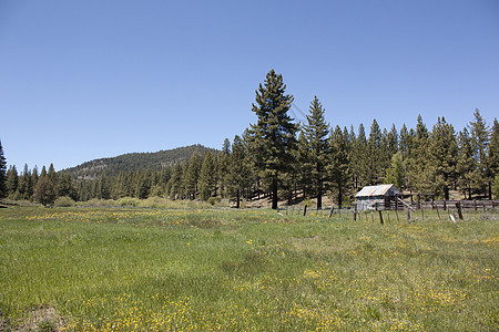 在草原上的旧小屋场景技术木头森林金属场地草地建筑旅行松树图片