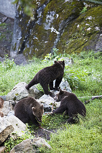 三只熊在动物园高清图片